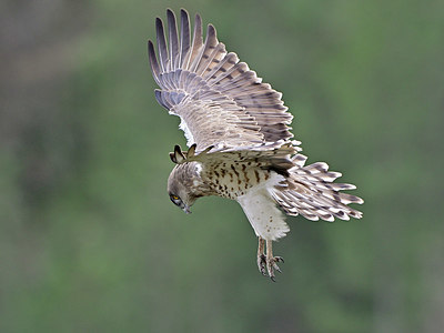 BUITEN BEELD Foto: 343479