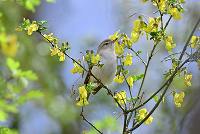 BUITEN BEELD Foto: 343485