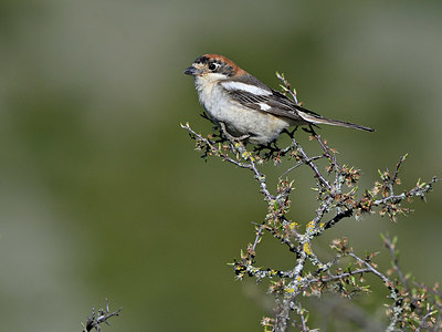 BUITEN BEELD Foto: 343499
