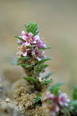 BUITEN BEELD Foto: 343517