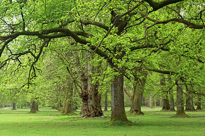 BUITEN BEELD Foto: 343534
