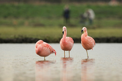 BUITEN BEELD Foto: 343547