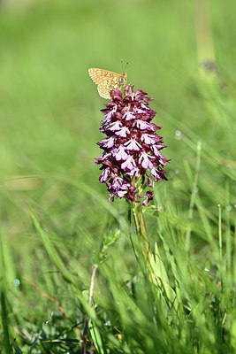 BUITEN BEELD Foto: 343563