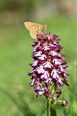 BUITEN BEELD Foto: 343564