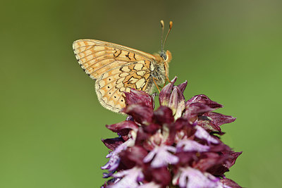 BUITEN BEELD Foto: 343565