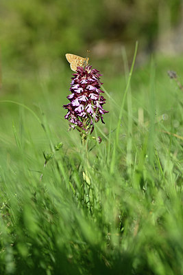 BUITEN BEELD Foto: 343566