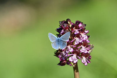BUITEN BEELD Foto: 343571