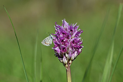BUITEN BEELD Foto: 343572