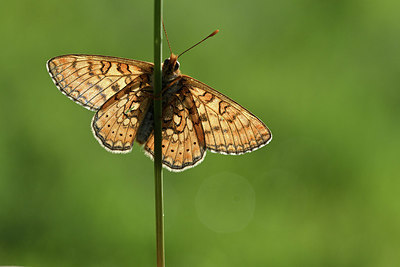 BUITEN BEELD Foto: 343575