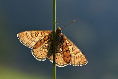 BUITEN BEELD Foto: 343576