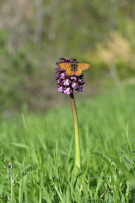 BUITEN BEELD Foto: 343578