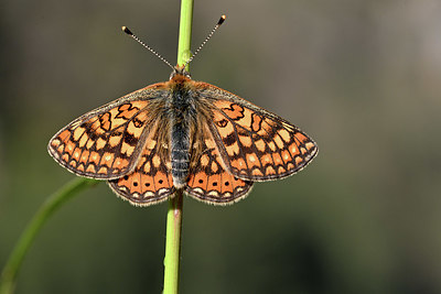 BUITEN BEELD Foto: 343579