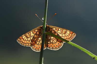 BUITEN BEELD Foto: 343580