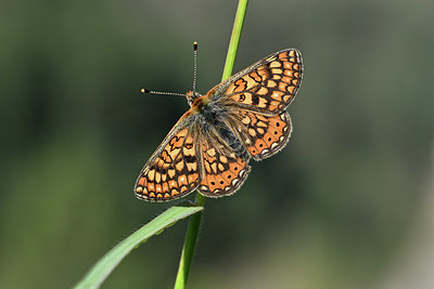 BUITEN BEELD Foto: 343582
