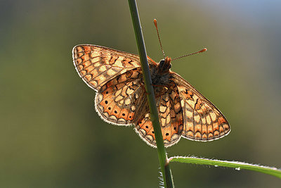 BUITEN BEELD Foto: 343583