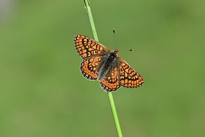 BUITEN BEELD Foto: 343586