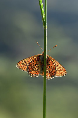 BUITEN BEELD Foto: 343587