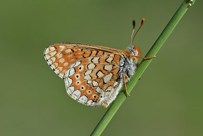 BUITEN BEELD Foto: 343588