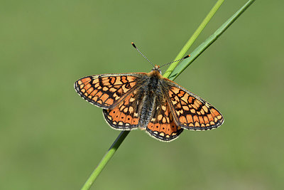 BUITEN BEELD Foto: 343590