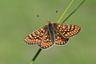 BUITEN BEELD Foto: 343591