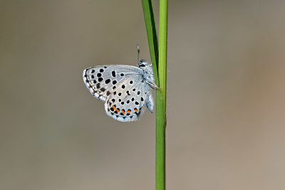 BUITEN BEELD Foto: 343593
