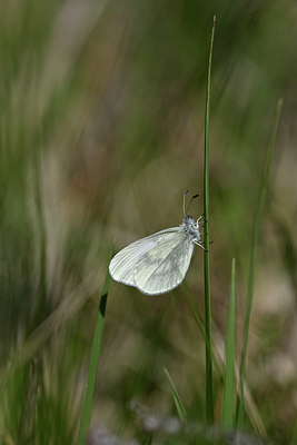 BUITEN BEELD Foto: 343598