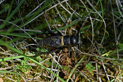 BUITEN BEELD Foto: 343602