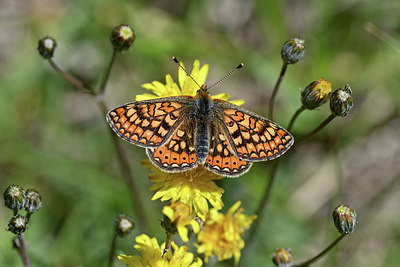 BUITEN BEELD Foto: 343614
