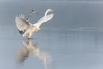 BUITEN BEELD Foto: 343631