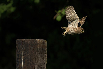 BUITEN BEELD Foto: 343645