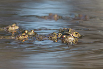 BUITEN BEELD Foto: 343650