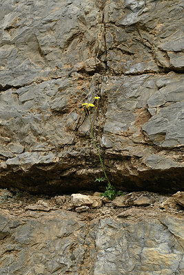 BUITEN BEELD Foto: 343661