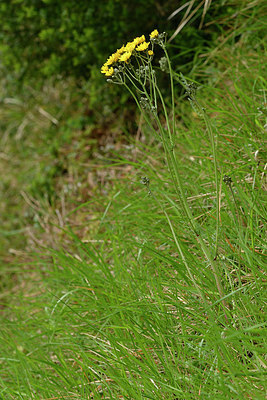 BUITEN BEELD Foto: 343674