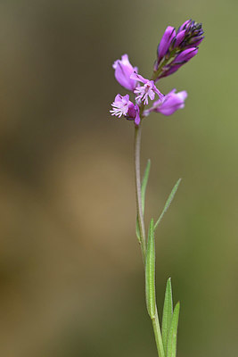 BUITEN BEELD Foto: 343679