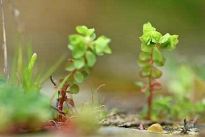 BUITEN BEELD Foto: 343685