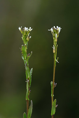 BUITEN BEELD Foto: 343687