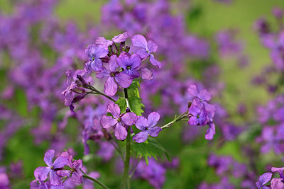 BUITEN BEELD Foto: 343691