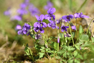 BUITEN BEELD Foto: 343716
