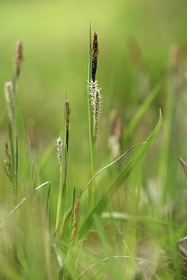 BUITEN BEELD Foto: 343719