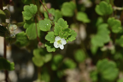 BUITEN BEELD Foto: 343775