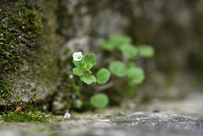 BUITEN BEELD Foto: 343779