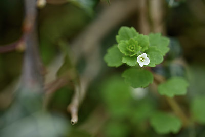 BUITEN BEELD Foto: 343780