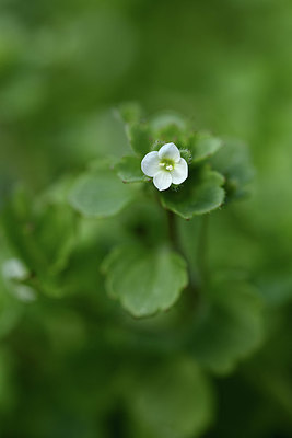 BUITEN BEELD Foto: 343782