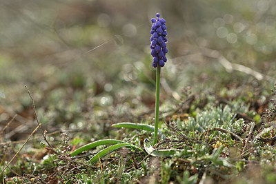 BUITEN BEELD Foto: 343834