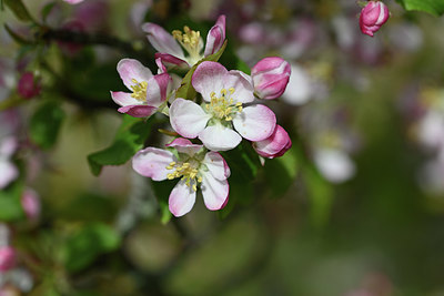 BUITEN BEELD Foto: 343873