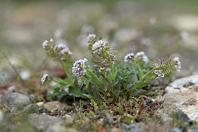 BUITEN BEELD Foto: 343877