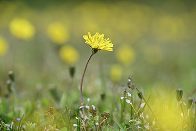 BUITEN BEELD Foto: 343883