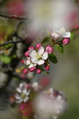 BUITEN BEELD Foto: 343891