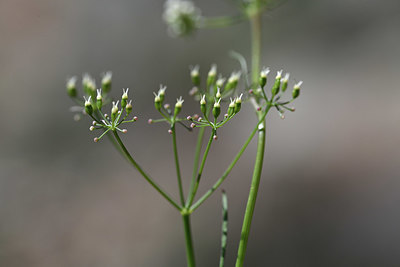 BUITEN BEELD Foto: 343895
