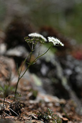 BUITEN BEELD Foto: 343899